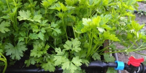 Zašto lišće peršuna požuti i šta učiniti